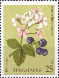 Blackberry (Rubus caesius)