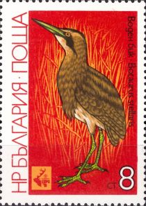 Great Bittern (Botaurus stellaris)