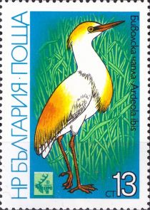 Cattle Egret (Bubulcus ibis)