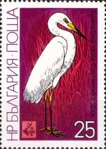 Great Egret (Casmerodius albus)