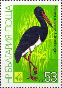 Black Stork (Ciconia nigra)