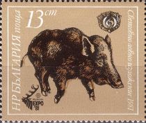 Wild Boar (Sus scrofa)