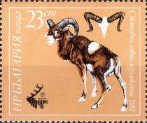 Mouflon (Ovis orientalis)