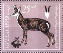 Chamois (Rupicapra rupicapra)