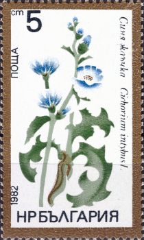 Common Chicory (Cichorium intybus)