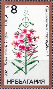 Fireweed or Rosebay Willowherb (Chamaenerium angustifolium)