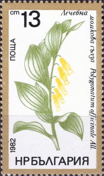 Angular Solomon's Seal (Polygonatum officinale)