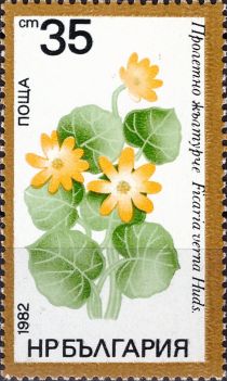 Lesser Celandine or Fig Buttercup (Ficaria verna)