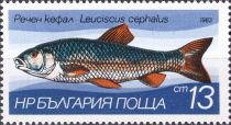 European Chub (Leuciscus cephalus)