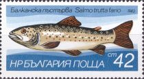 Brown Trout (Salmo trutta morpha fario)