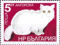 Turkish Angora (Felis silvestris catus)