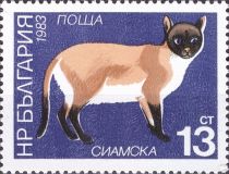 Siamese Cat (Felis silvestris catus)