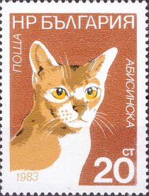 Abyssinian (Felis silvestris catus)