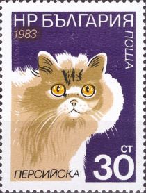 Persian (Felis silvestris catus)