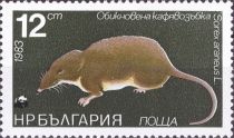 Common Shrew (Sorex araneus)