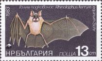 Greater Horseshoe Bat (Rhinolophus ferrumequinum)