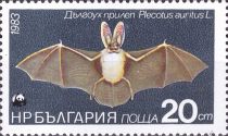 Brown Long-eared Bat (Plecotus auritus)