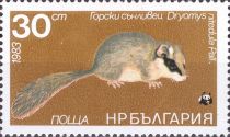 Eurasian Forest Dormouse (Dryomys nitedula)