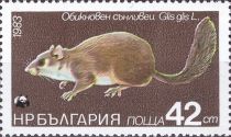 Edible Dormouse (Glis glis)