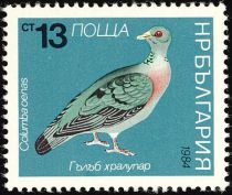 Stock Dove (Columba oenas)