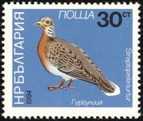 European Turtle Dove (Streptopelia turtur)