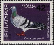 Domestic Pigeon (Columba livia domestica)