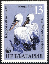 Dalmatian Pelican (Pelecanus crispus)