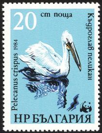 Dalmatian Pelican (Pelecanus crispus)