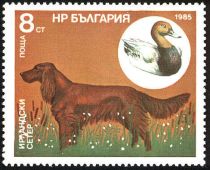 Irish Setter, Common Pochard (Aythya ferina)