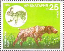 German Spaniel, European Rabbit (Oryctolagus cuniculus)