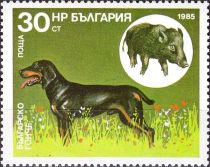 Bulgarian Scenthound, Wild Boar (Sus scrofa)