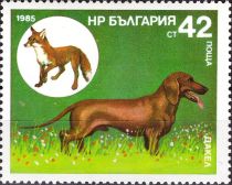 Dachshund, Red Fox (Vulpes vulpes)