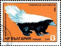 American Hog-nosed Skunk (Conepatus leuconotus)