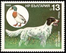 English Setter, Mallard Anas (platyrhynchos)