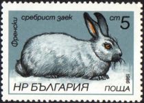 French Silver Rabbit (Oryctolagus cuniculus forma domestica)