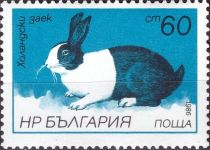 Dutch Rabbit (Oryctolagus cuniculus forma domestica)