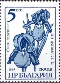 Iris germanica