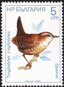 Eurasian Wren (Troglodytes troglodytes)