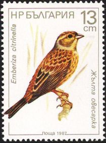 Yellowhammer (Emberiza citrinella)