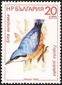 Eurasian Nuthatch (Sitta europaea)