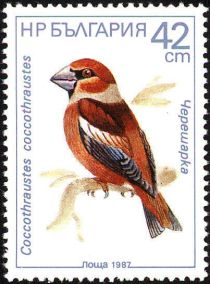 Hawfinch (Coccothraustes coccothraustes)