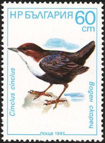 White-throated Dipper (Cinclus cinclus)