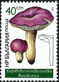 Russula vesca