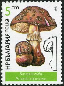 Amanita rubescens