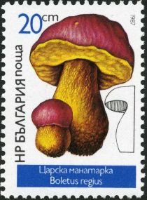 Boletus regius