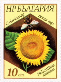 Helianthus annuus