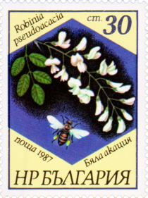 Black Locust (Robinia pseudoacacia)