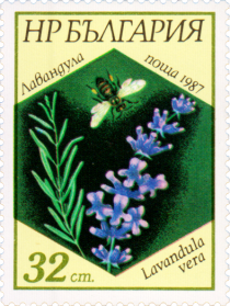 English Lavender (Lavandula vera)