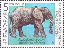 African Elephant (Loxodonta africana)