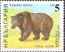 Brown Bear (Ursus arctos)